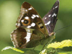 Espace naturel sensible, le bois de la Doue