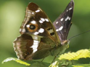 Papillon au bois de Doue