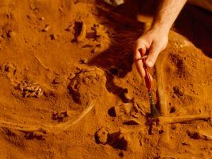 des fouilles archéologiques révélant des ossements dans du sable