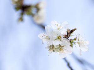 Fleurs blanches de printemps