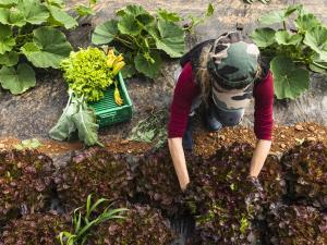 Un producteur cultive des salades