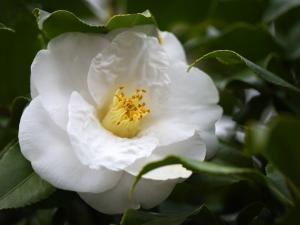 Fleur blanche