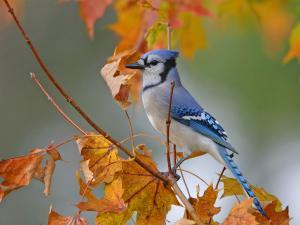 Un geai bleu sur une branche en automne