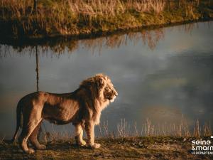 Un lion à Lumigny Safari Réserve