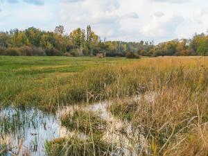 paysage marécageux