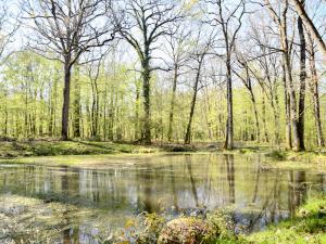 mare bois de la rochette