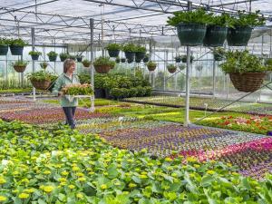 Une pépinière avec des plantes et des fleurs