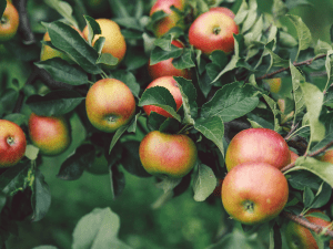 des pommes sur un feuillage de branches