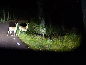 animaux sur la route