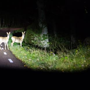 Biches sur le bord d'une route de forêt