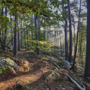 Forêt de Fontainebleau