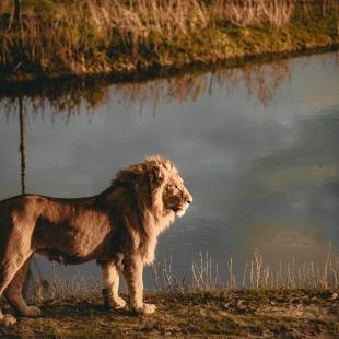 Un lion à Lumigny Safari Réserve