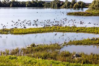 Des oiseaux au-dessus d'un étang en Seine-et-Marne