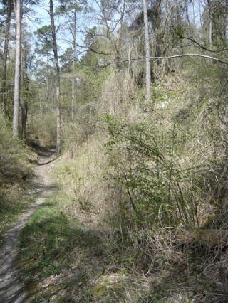 Espace naturel sensible Le bois des Palis