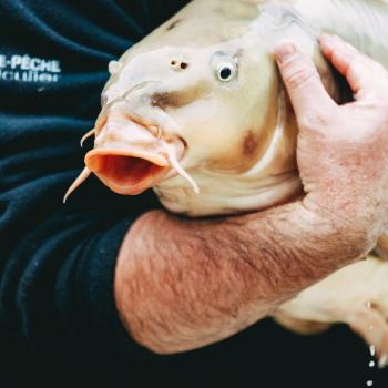 rempoissonnement canal du Loing