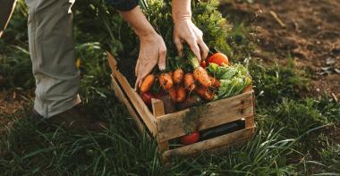 Un panier de légumes 