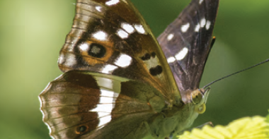 Papillon au bois de Doue