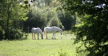 Espace naturel sensible La prairie Malécot