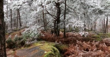 Forêt de Fontainebleau