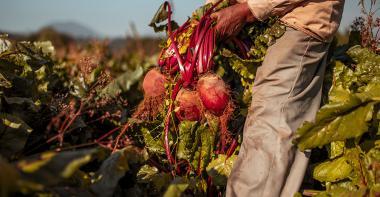 Des betteraves récoltées par un producteur