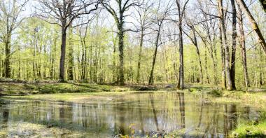 mare bois de la rochette 