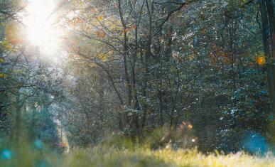 Espace naturel sensible du bois de la Rochette