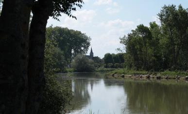 Cours d'eau le long d'une forêt