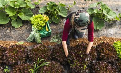 Un producteur cultive des salades