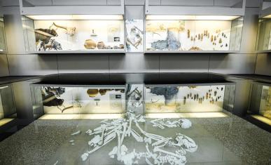 Vitrine sur un squelette d'un homme préhistorique