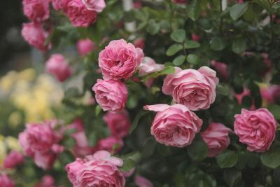 Rosier de fleurs roses