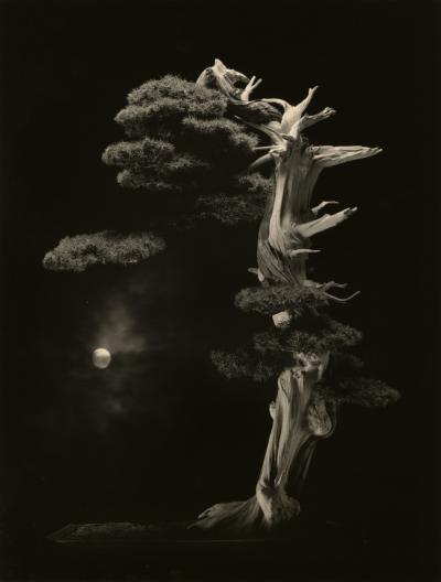 oeuvre photographique de Masao Yamamoto