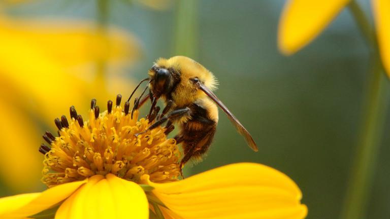 Une abeille butine une fleur jaune