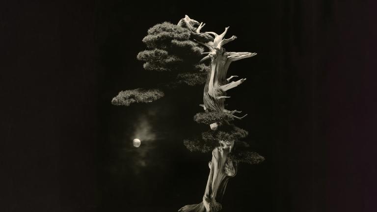 Une oeuvre photographique de Masao Yamamoto 