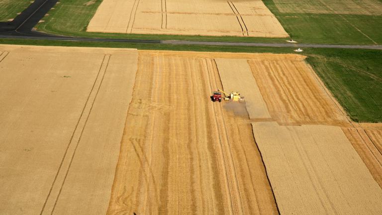 Un champ de céréales en plongé