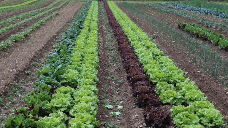 Champs de salades alignées