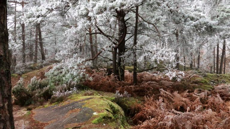 Forêt de Fontainebleau