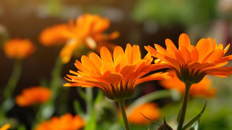 Fleurs oranges