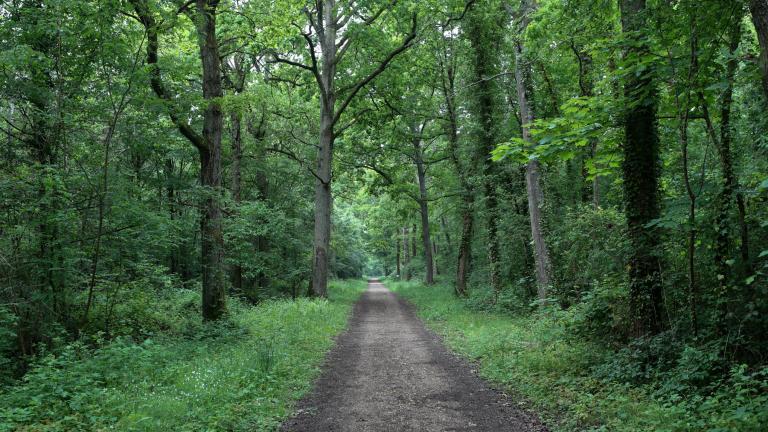Un sentier dans la foret de Dammarie