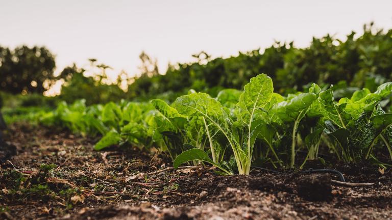 Des légumes poussent dans la terre