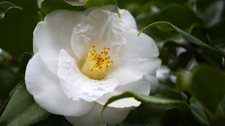 Fleur blanche