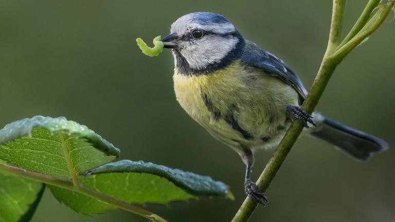 Oiseau sur une plante