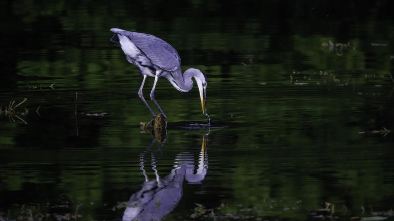 Un oiseau buvant de l'eau