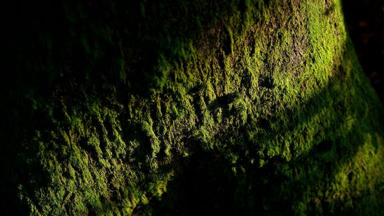 Détail d'un arbre avec de la mousse verte