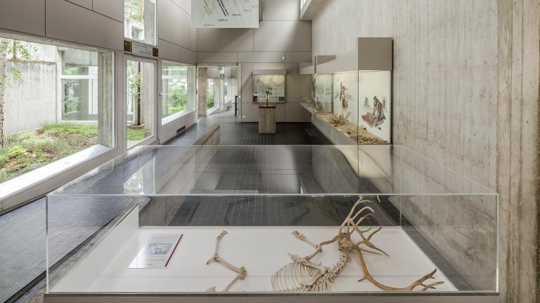 Musée préhistoire