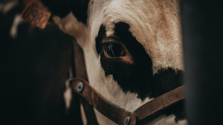 Vache