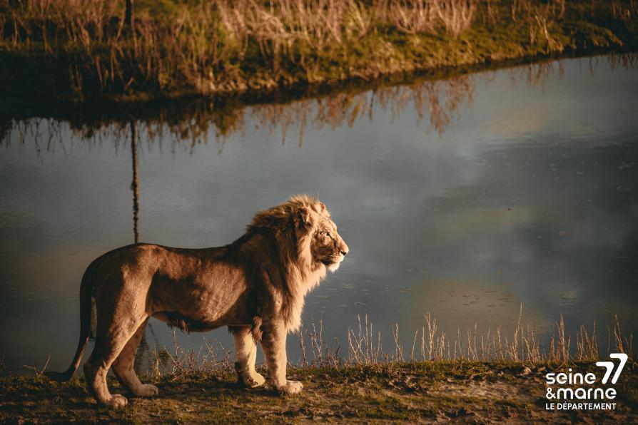 Un lion à Lumigny Safari Réserve