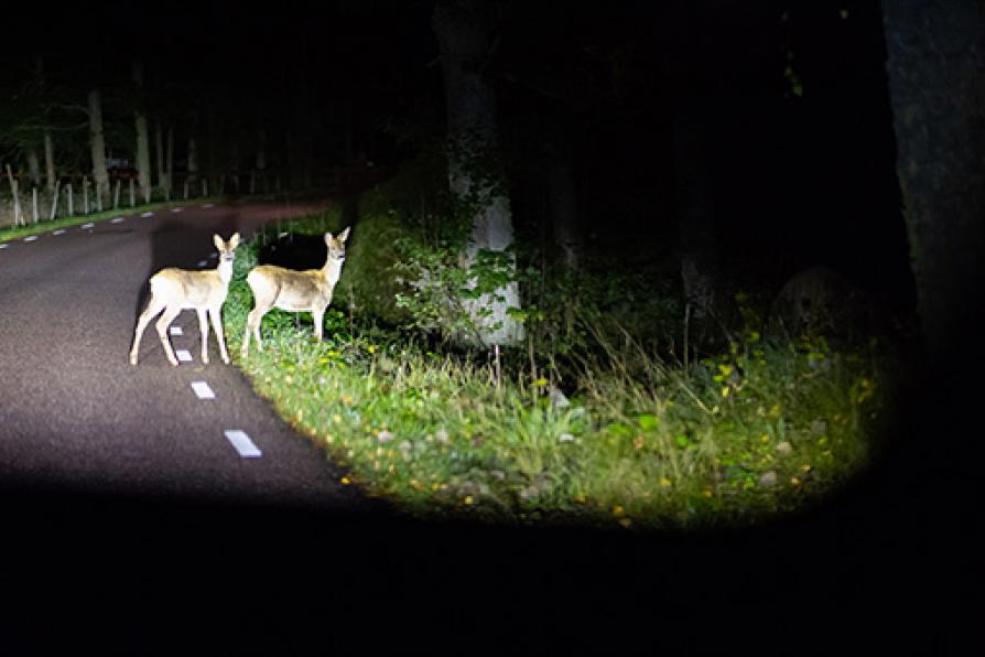 animaux sur la route