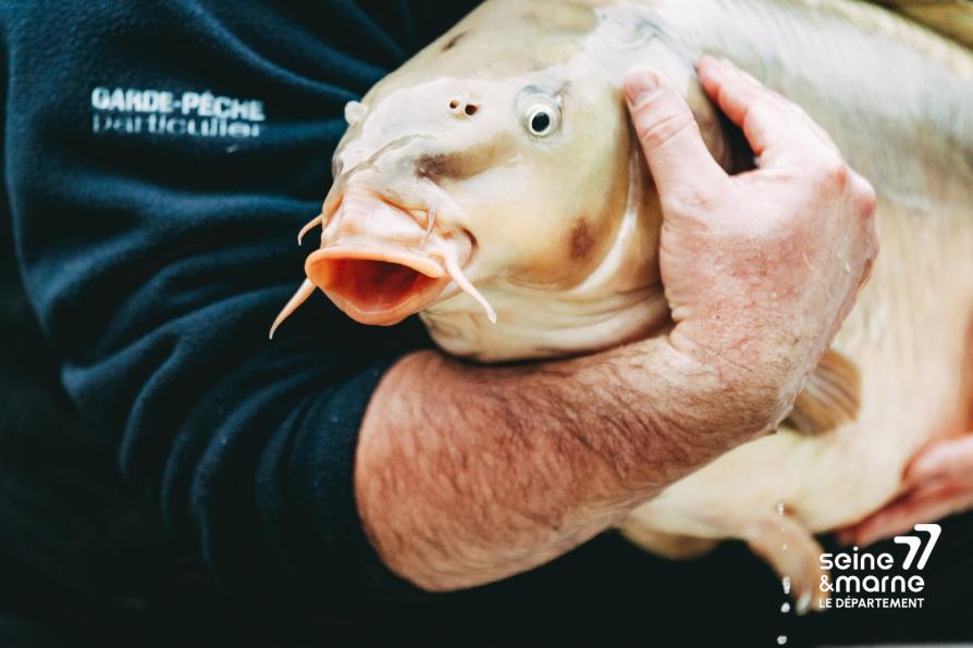 rempoissonnement canal du Loing