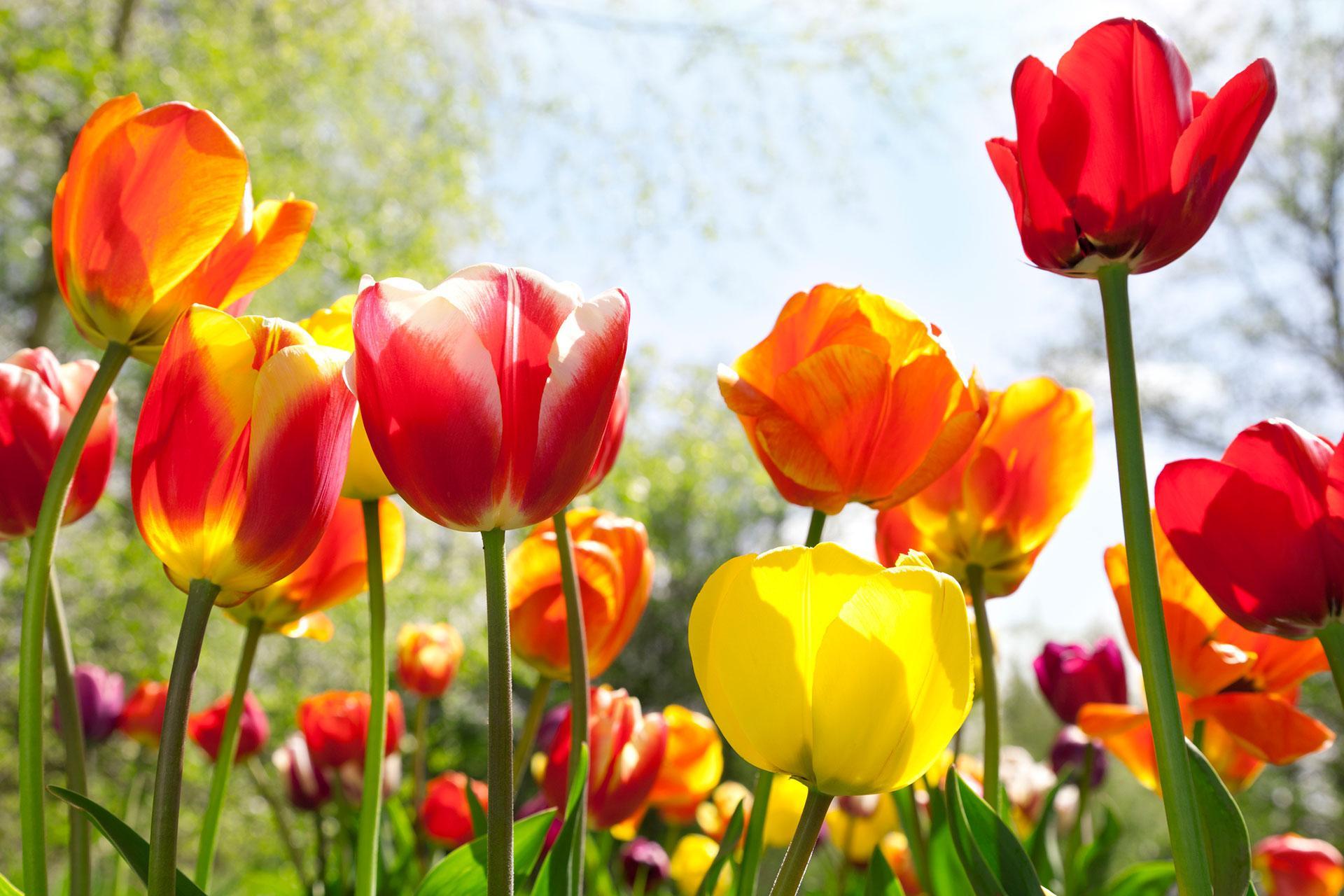 https://www.seine-et-marne.fr/sites/default/files/styles/300x300/public/media/images/fleurs-printemps-jardins-plantes-nature-environnement_0.jpg?itok=7OZTkALm