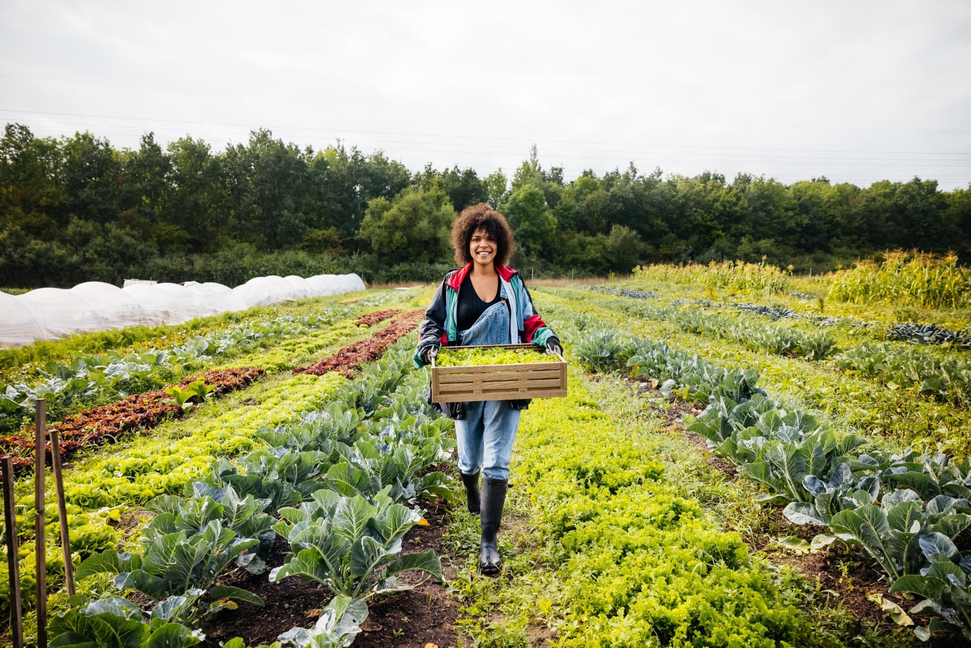 https://www.seine-et-marne.fr/sites/default/files/styles/300x300/public/media/images/gettyimages-1159999393-agriculture-legumes-maraicher-salade-producteur.jpg?itok=toWE-EVw
